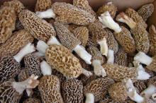 Buy morel, bolete, chanterelle and black trumpet mushrooms