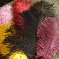 Ostrich Feathers, Leather, Fresh Eggs, Chicks