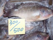 TILAPIA-Frozen Black Raw TILAPIA Whole Round 300-500g