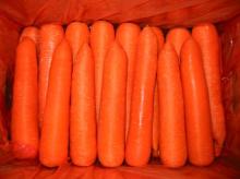 New Crop Carrot
