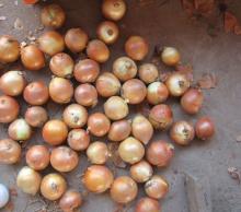 China Fresh Yellow Onion