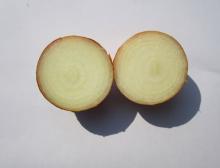 New Fresh Crop Onion