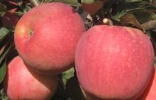 superior fresh fuji apple