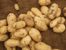  fresh   new   crop   potato  supplier