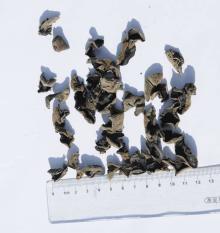 Deh black fungus