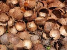 coconut shells
