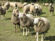 live  sheep  and goat for  sale 