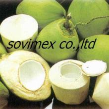  Young   coconut 