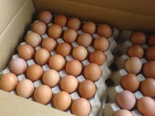 Quality Chicken Eggs