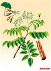 Cytisine