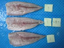 Frozen Monkfish fillet