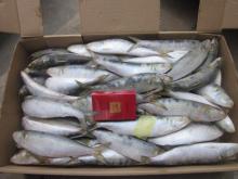 Frozen Sardine Fish China Origin
