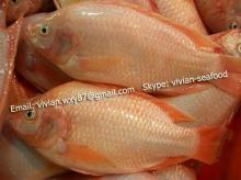 frozen  red   tilapia   whole  round