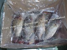 frozen black tilapia gutted gilled scaled