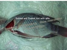 China Frozen Black Tilapia Fish  Gutted  and  Scaled  (Oreochromis Niloticus)