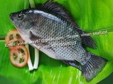 China Frozen Black Tilapia Fish (Oreochromis Niloticus)