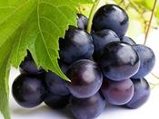 Grape Seed P.E.