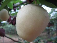 Fresh su pear