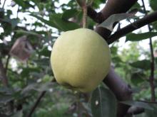 China fresh su pear