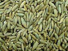 good and best quality rye grain for sale