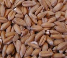good and quality spelt grain for export