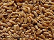 best grade  hard   red   wheat  in bulk