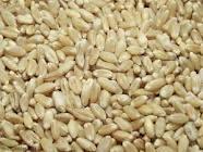 good and quality hard  white  wheat in  bulk 