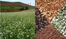 buckwheat grain factory