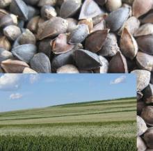 buckwheat kernel 2012 new crop