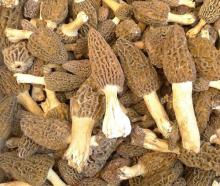  morel 