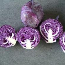 purple cabbage
