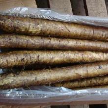 BURDOCK