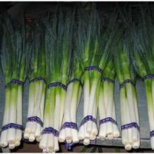 GREEN ONION