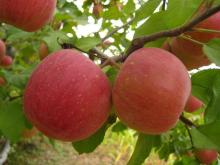 red fuji apple