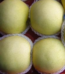  fresh   golden  pear