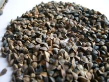 Raw Buckwheat Inner Mongolia