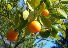  Citrus   Aurantium   Extract 