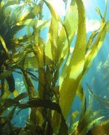 Kelp Extract