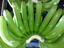  fresh   Cavendish   green   banana 