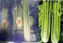 Fresh Celery supplier