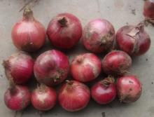 Chinese  New   Crop  Onion