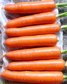Chinese New Crop Carrot