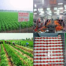 Shandong  New   Crop   Carrot 