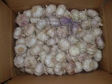 super quality fresh garlic
