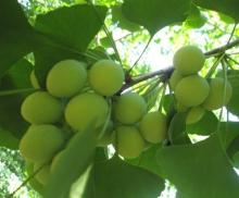 Ginkgo Biloba powder