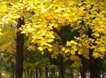 Ginkgo Biloba Extract Powder