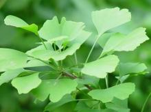 Ginkgo Biloba P.E