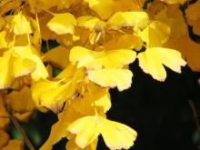 Ginkgo Biloba leaf Extract