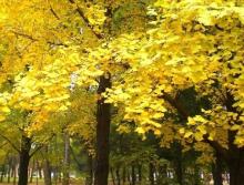 Ginkgo biloba extract