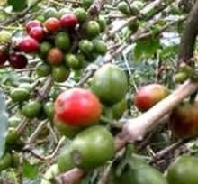 Chlorogenic acid